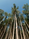 Eucalyptus plantation grown for paper or pulpwood